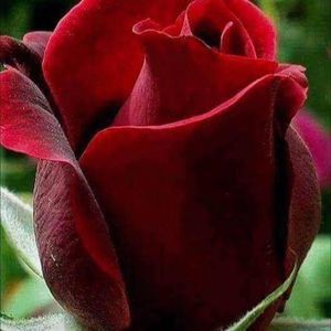 Meet your Posher, Rosa